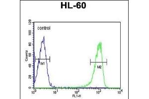 TNFSF11 Antibody (N-term) (ABIN652842 and ABIN2842547) flow cytometric analysis of HL-60 cells (right histogram) compared to a negative control cell (left histogram). (RANKL antibody  (N-Term))