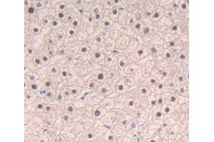 IHC-P analysis of liver tissue, with DAB staining. (SRSF1 antibody  (AA 16-224))