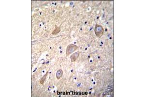 VSNL1 Antibody immunohistochemistry analysis in formalin fixed and paraffin embedded human brain tissue followed by peroxidase conjugation of the secondary antibody and DAB staining. (VSNL1 antibody  (AA 47-75))
