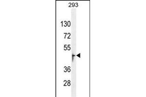 OR13J1 Antibody (C-term) (ABIN655013 and ABIN2844647) western blot analysis in 293 cell line lysates (35 μg/lane). (OR13J1 antibody  (C-Term))