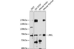 Western blot analysis of extracts of various cell lines, using JRKL antibody (ABIN7268044) at 1:1000 dilution. (JRKL antibody  (AA 225-524))