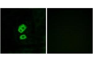 Immunofluorescence analysis of MCF7 cells, using OR2T10 Antibody. (OR2T10 antibody  (AA 141-190))