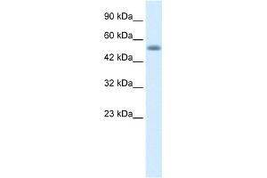 WB Suggested Anti-NUCB1 Antibody Titration: 0. (Nucleobindin 1 antibody  (C-Term))