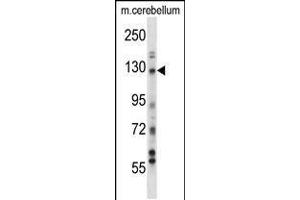 Western blot analysis in mouse cerebellum tissue lysates (35ug/lane). (USP15 antibody  (N-Term))