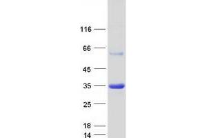 Western Blotting (WB) image for APAF1 Interacting Protein (APIP) protein (Myc-DYKDDDDK Tag) (ABIN2714803)
