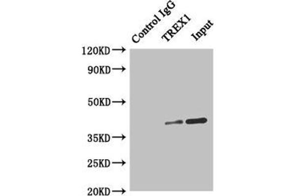 TREX1 antibody  (AA 1-270)