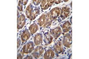 Immunohistochemistry analysis in formalin fixed and paraffin embedded human stomach tissue reacted with PGA4 Antibody (C-term) followed by peroxidase conjugation of the secondary antibody and DAB staining. (Pepsin antibody  (C-Term))