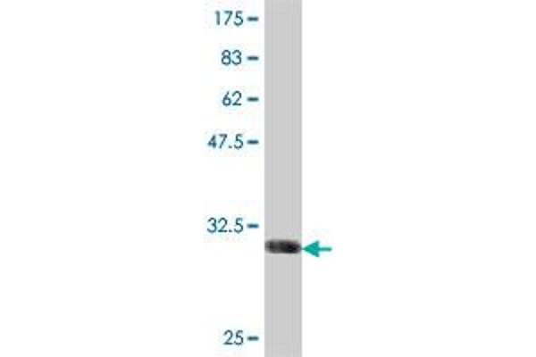 EPT1 antibody  (AA 1-50)