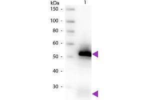 Western blot of Biotin conjugated Goat Anti-Rabbit IgG Pre-Adsorbed secondary antibody. (Goat anti-Rabbit IgG (Heavy & Light Chain) Antibody (Biotin) - Preadsorbed)