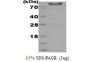 SDS-PAGE (SDS) image for Dimethylglycine Oxidase protein (His tag) (ABIN666860) (Dimethylglycine Oxidase protein (His tag))