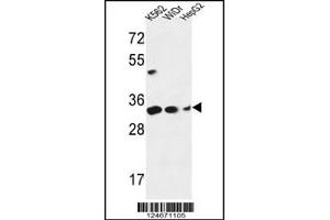 Western blot analysis in K562,WiDr,HepG2 cell line lysates (35ug/lane). (PYCR1 antibody  (C-Term))