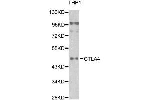 Western blot analysis of extracts of THP1 cells, using CTLA4 antibody. (CTLA4 antibody)