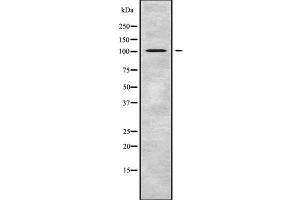 Western blot analysis of TUBGCP2 using HT29 whole cell lysates (TUBGCP2 antibody  (Internal Region))