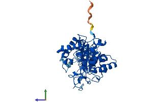 AlphaFold protein structure predicition of Human Recombinant BHMT2 Protein, UniprotID Q9H2M3 (BHMT2 Protein (AA 1-363) (His tag))