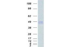 Validation with Western Blot (IFNGR2 Protein (Myc-DYKDDDDK Tag))