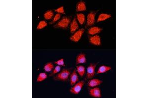 Immunofluorescence analysis of HeLa cells using PDH Polyclonal Antibody (ABIN6132882, ABIN6145379, ABIN6145381 and ABIN6225274) at dilution of 1:100 (40x lens). (PDHA2 antibody  (AA 119-388))