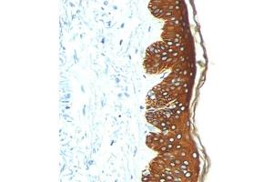 IHC: FFPE skin stained with Basic Cytokeratin antibody AE3. (Keratin Basic antibody)