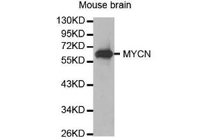 Western Blotting (WB) image for anti-N-Myc Proto-Oncogene Protein (MYCN) (AA 168-267) antibody (ABIN1680957) (MYCN antibody  (AA 168-267))