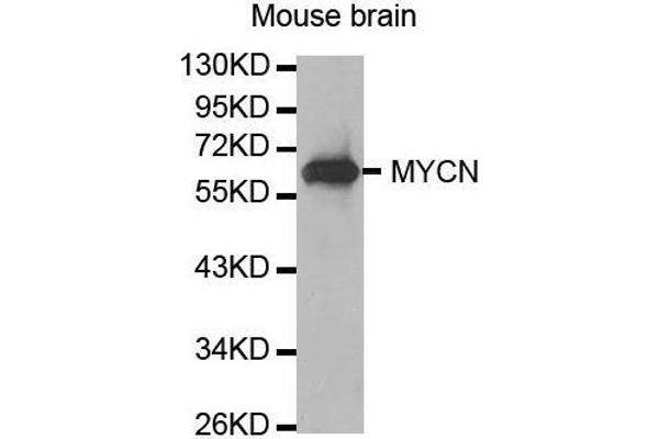 MYCN antibody  (AA 168-267)