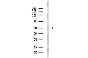 Western blot analysis of lysates from  cells(heat-shock,45 min treatment), using C Antibody at 1/1000 dilution.