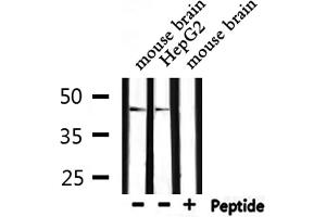 Western blot analysis of extracts from mouse brain, HepG2, using wnt1 antibody. (WNT1 antibody  (C-Term))