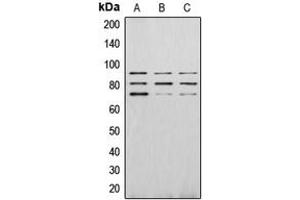 Western blot analysis of PAK4 (pS474) expression in HEK293T EGF-treated (A), Raw264. (PAK4 antibody  (C-Term, pSer474))
