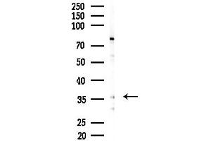anti-Olfactory Receptor, Family 13, Subfamily C, Member 5 (OR13C5) (C-Term) antibody