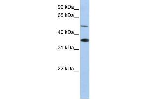 WB Suggested Anti-RHBG Antibody Titration:  0. (RHBG antibody  (C-Term))