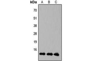 Western blot analysis of KLF10/11 expression in HEK293T (A), Raw264. (KLF10/11 antibody  (C-Term))