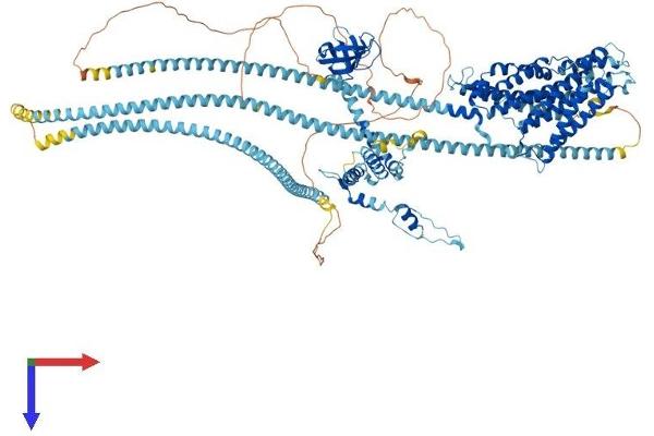 Dynactin 1 Protein (DCTN1) (AA 1-1281) (His tag)