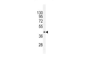 RMD1 Antibody (N-term) (ABIN655830 and ABIN2845248) western blot analysis in mouse heart tissue lysates (35 μg/lane). (RMD1 antibody  (N-Term))