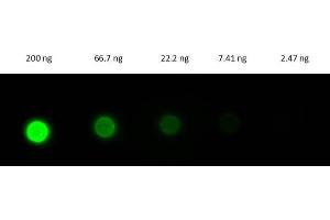 Dot Blot of Donkey Fab Anti-RABBIT IgG Antibody FITC. (Donkey anti-Rabbit IgG (Heavy & Light Chain) Antibody (FITC) - Preadsorbed)