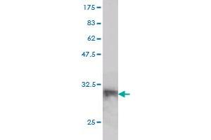 LANCL1 antibody  (AA 1-58)