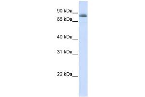 WB Suggested Anti-STAT5A Antibody Titration:  0.