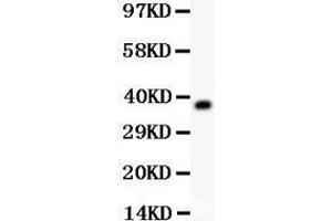 Western Blotting (WB) image for anti-alpha-2-HS-Glycoprotein (AHSG) (AA 19-345) antibody (ABIN3043533) (Fetuin A antibody  (AA 19-345))