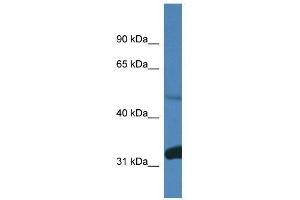 Western Blot showing Ppp2r2d antibody used at a concentration of 1.