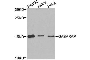 Western blot analysis of extracts of various cell lines, using GABARAP antibody. (GABARAP antibody  (AA 1-100))