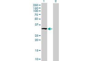 Western Blot analysis of MRPS2 expression in transfected 293T cell line by MRPS2 MaxPab polyclonal antibody. (MRPS2 antibody  (AA 1-296))