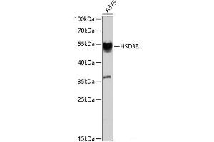 Western blot analysis of extracts of A-375 cells using HSD3B1 Polyclonal Antibody at dilution of 1:1000.