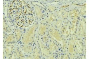 ABIN6277740 at 1/100 staining Mouse kidney tissue by IHC-P.