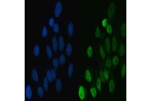 IF analysis of hnRNP L/HNRNPL using anti-hnRNP L/HNRNPL antibody (ABIN7600130). (HNRNPL antibody  (AA 152-569))
