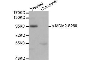 Western blot analysis of extracts of 293 cell line, using phospho-MDM2-S260 antibody. (MDM2 antibody  (pSer260))