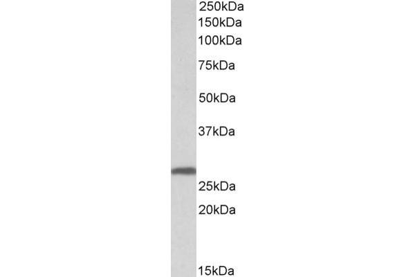 14-3-3 sigma/SFN Antikörper  (Internal Region)