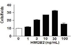 Migration assay with 3T3 mouse cells