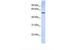 Image no. 1 for anti-Tripartite Motif Containing 43 (TRIM43) (AA 362-411) antibody (ABIN6739166) (TRIM43 antibody  (AA 362-411))