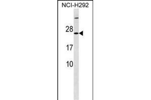 MRPS23 Antibody (Center) (ABIN1538455 and ABIN2849850) western blot analysis in NCI- cell line lysates (35 μg/lane). (MRPS23 antibody  (AA 50-76))