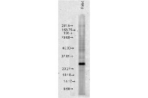 Western blot analysis of Human HeLa cell lysates showing detection of Rab4 protein using Rabbit Anti-Rab4 Polyclonal Antibody . (Rab4 antibody  (C-Term) (HRP))