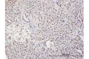 Immunoperoxidase of monoclonal antibody to MLF2 on formalin-fixed paraffin-embedded human pancreas. (MLF2 antibody  (AA 1-248))