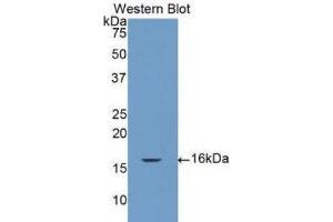 Western Blotting (WB) image for anti-Caspase 7, Apoptosis-Related Cysteine Peptidase (CASP7) (AA 207-303) antibody (ABIN1077916)