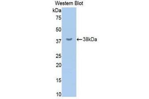 Western Blotting (WB) image for anti-Protein tyrosine Phosphatase, Receptor Type, C (PTPRC) (AA 644-900) antibody (ABIN1860366) (CD45 antibody  (AA 644-900))